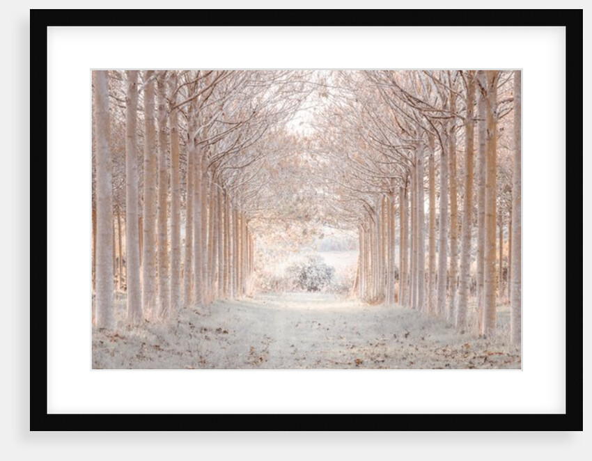 Winter forest by Assaf Frank